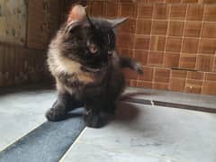 Persian Kitten for Sale