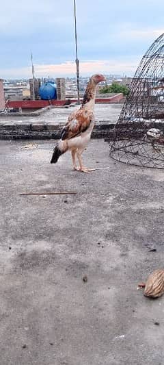 Fully healthy and active hen.