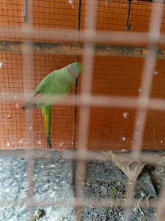 green ringneck pair