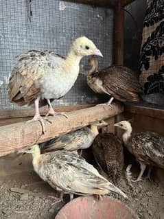 peacocks pair