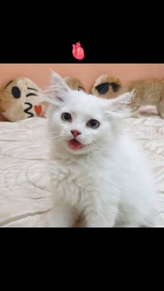 odd eye persian cat