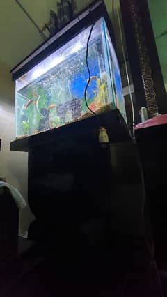 Fish Aquarium