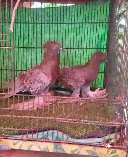 Fancy pigeons for new shelter 7