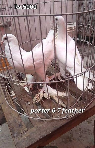 Fancy pigeons for new shelter 8