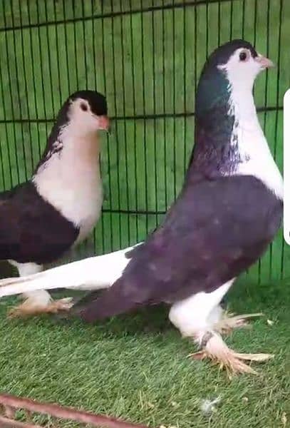 Fancy pigeons for new shelter 12