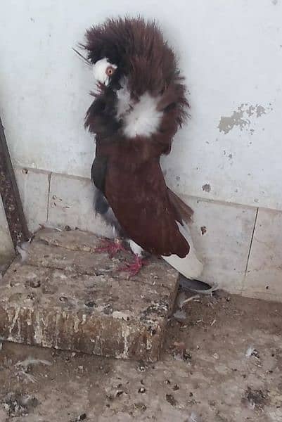 Fancy pigeons for new shelter 16