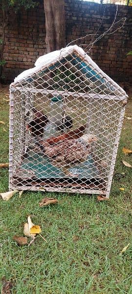 Birds Cats Cage 3feet × 1.5 Feet 3