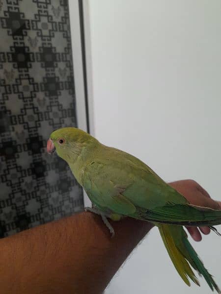 hand tame parrot 2