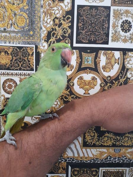 hand tame parrot 3