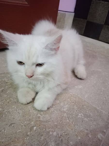 Persian female kitten 1