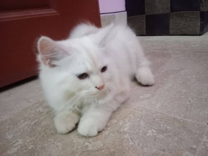 Persian female kitten 2