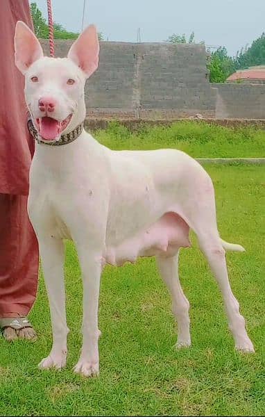 KOHATI Gultair Red nose billi ankh confirm breeder female for sale 0