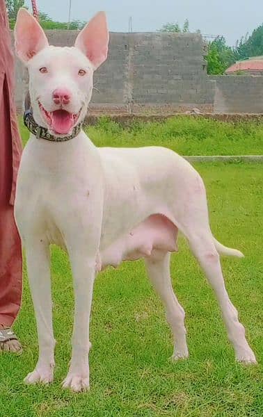 KOHATI Gultair Red nose billi ankh confirm breeder female for sale 2