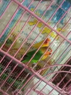 2 love bird 0