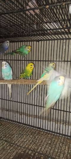 Budgie