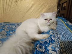 Near to peki Persian male for sale