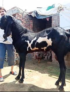 Bakra Breedar