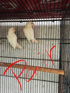 albino black eyes breeder pair or 3 bache 0