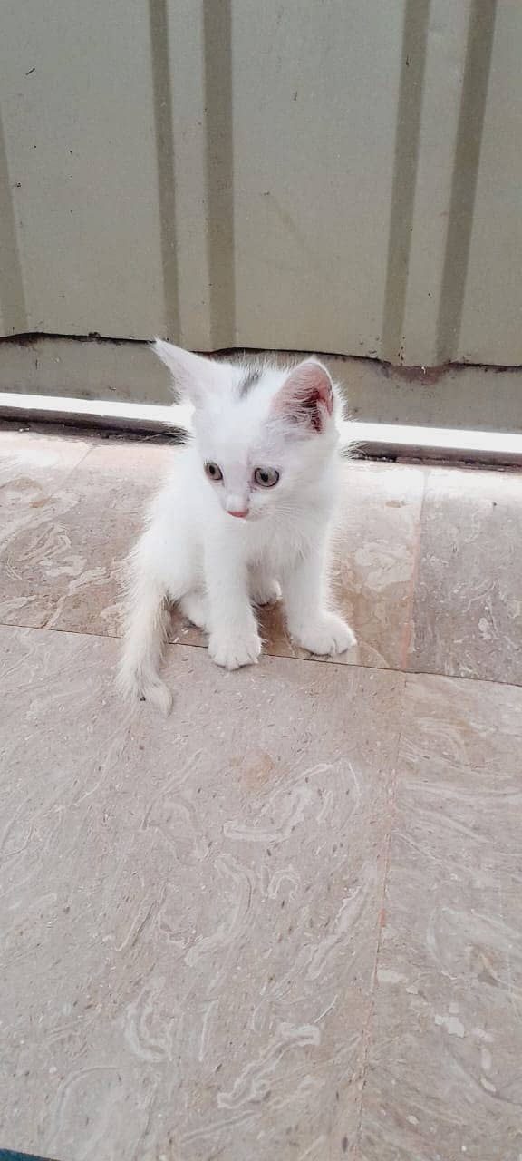 persian mother cat with 2 kittens 1