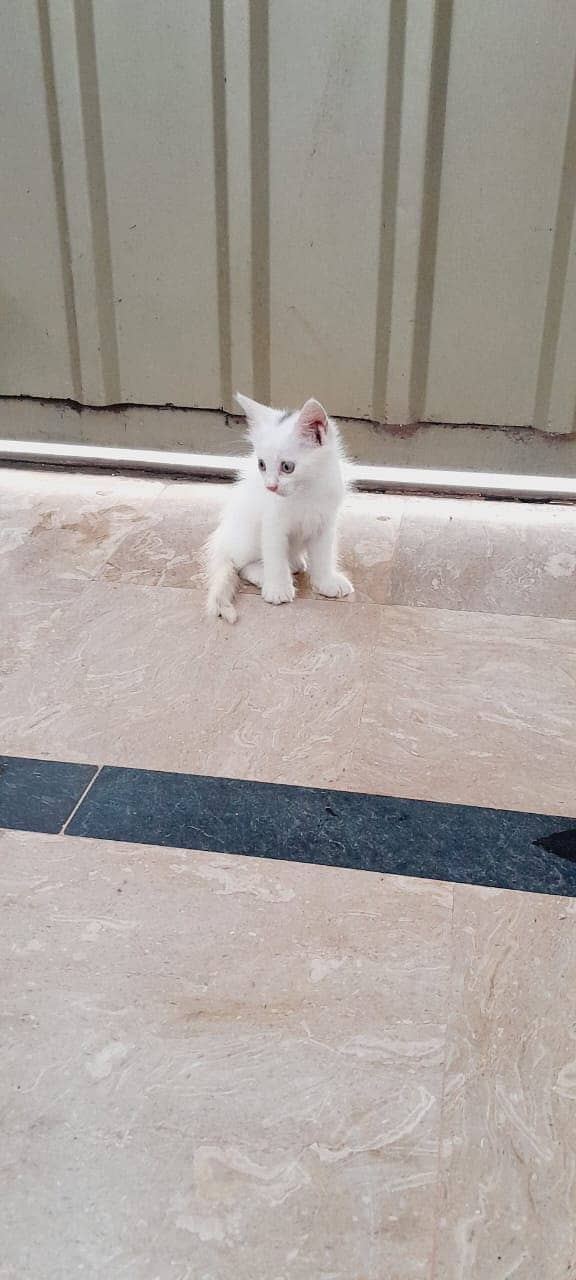 persian mother cat with 2 kittens 2