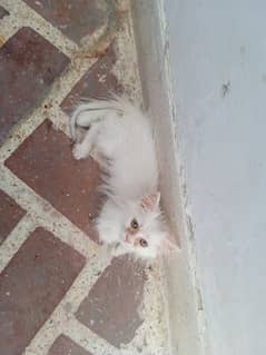 Persian cat white colour 65 days