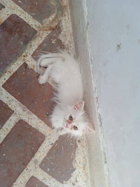 Persian cat white colour 65 days 0