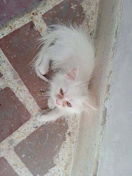 Persian cat white colour 65 days 1