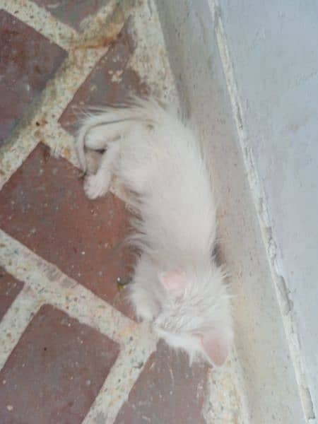 Persian cat white colour 65 days 2