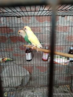 aqua opaline female cremolutino red eye male confrm breeder pair