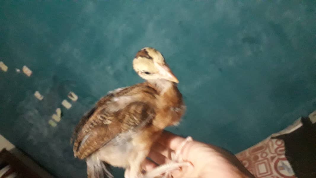 Pure Aseel Chicks For Sale 1