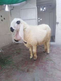 pregnant pure kajli sheep for sale