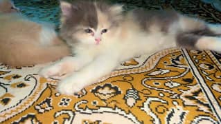 Himalayan cat for sale 0