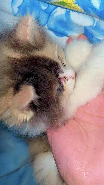 Himalayan cat for sale 3