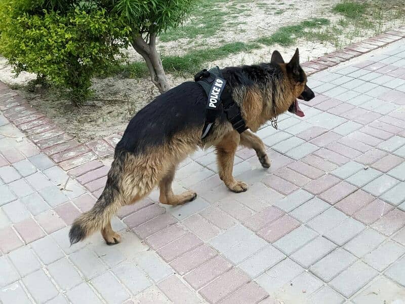 *German shepherd adult male*
available for sale 
Confirm stud 2