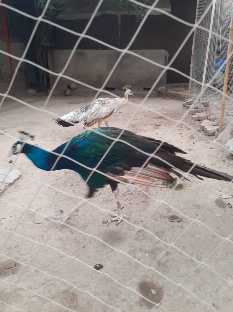 Black Shoulder Peacock Breeder Pair For Sale 0