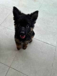 German shepherd male pup for sale