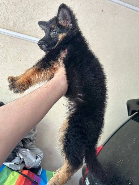 German shepherd male pup for sale 5