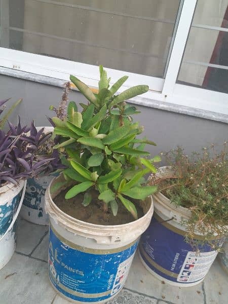 Plants for Sale with Pots 5