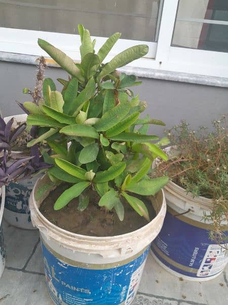 Plants for Sale with Pots 7