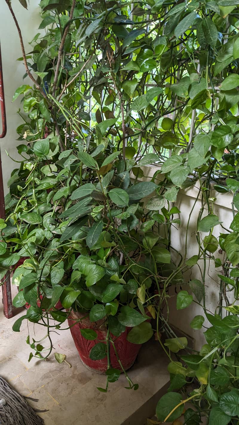 Money Plant 5