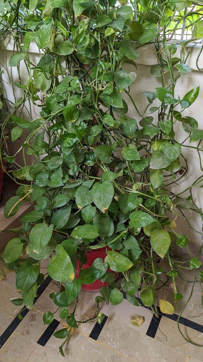 Money Plant 6