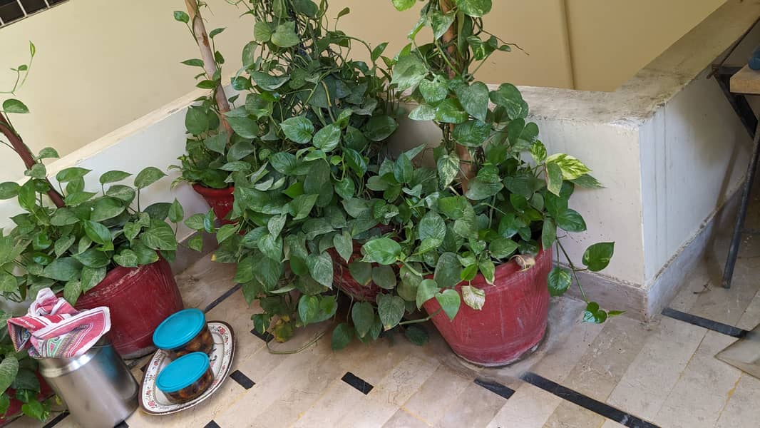 Money Plant 9