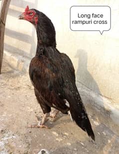 Rampuri cross blue ring eye