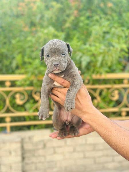 American Pitbull 3