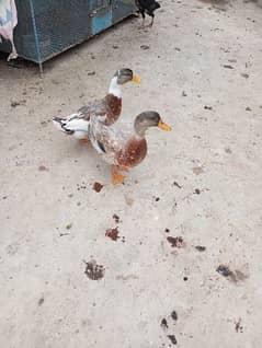 Pair of Ducks