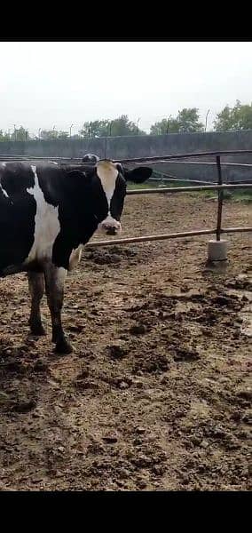 Cows and Buffs for sale in Faisalabad 10