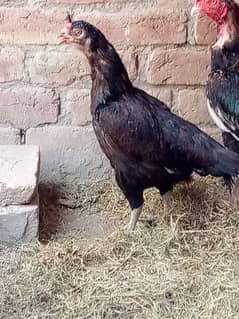 aseel mianwali hen