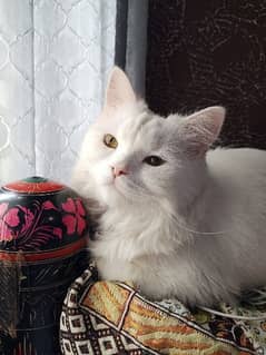 Persian cat