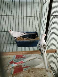 Diamond pied dove Red pied dove