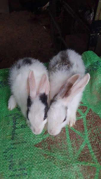 rabbits babys 1 pair available 4